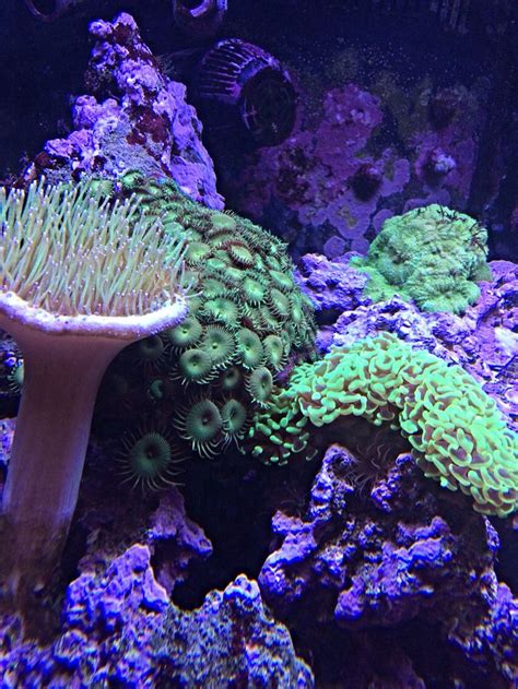 92 Corner Reef By Aquaholics Reef Tank Aquarium Service Reef