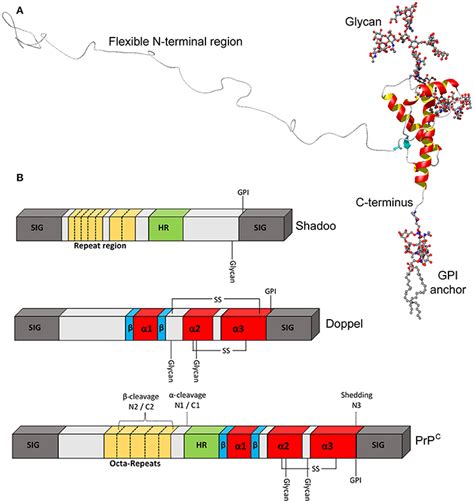 Frontiers Physiological Functions Of The Cellular Prion Protein