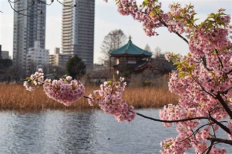 ueno park tokyo attractions japan travel