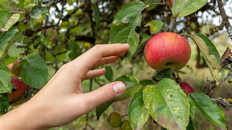 Pflücken oder nicht pflücken So ist Obsternte erlaubt