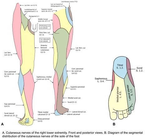 Lower Limb Cutaneous Innervation