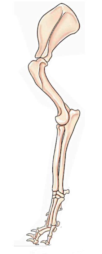 Forelimb Bones Diagram Diagram Quizlet