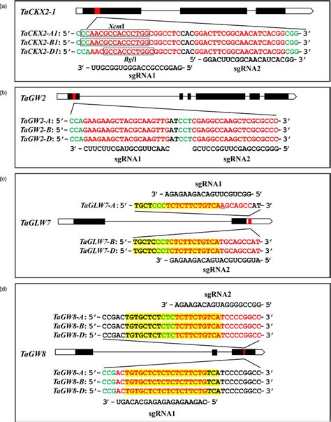 Schematics Of Gene Structures With Exons Black Bars Introns Black