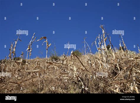 Guatemala Cuchumatanes Mountains Corn Field Stock Photo Alamy