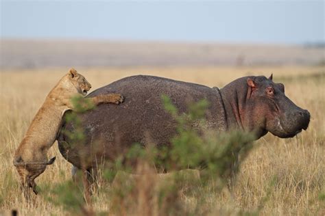 Lion Attacks Hippo, Regrets It Immediately