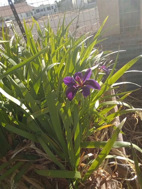 4X Live Hardy Louisiana Black Gamecock Iris Pond Plant - Iris