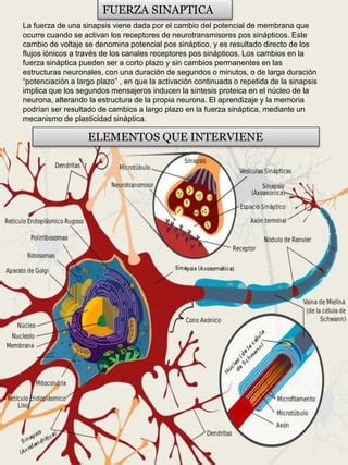 Presentaci N Mecanismos De Transmision Neuronal Pdf