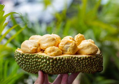 Apa Bedanya Cempedak Dan Nangka Cari Tahu Perbedaannya Di Sini