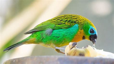 Mi mâle mi femelle cet oiseau extrêmement rare a attiré l attention