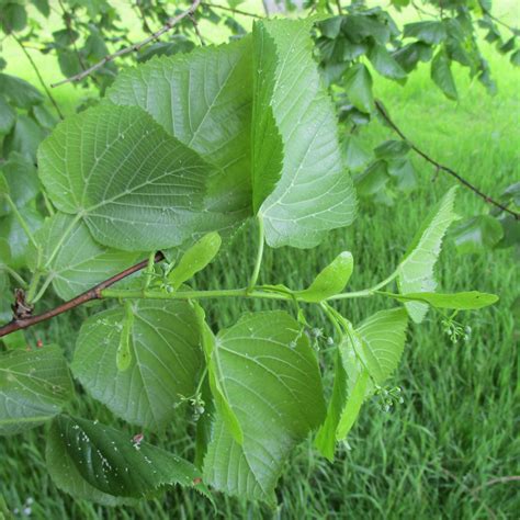 Tilia Platyphyllos In Cathays Cemetery