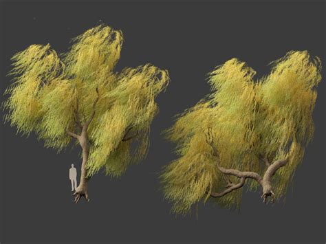 3D Model Salix Babylonica Weeping Willow 17 TurboSquid 2136303