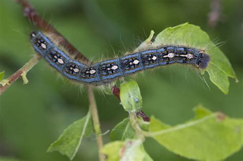 Forest Tent Caterpillar What To Do In Your Woods Cold Hollow To Canada