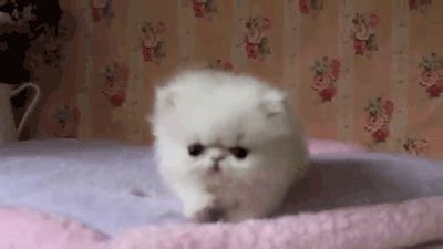 cat gifs Page 318 | WiffleGif