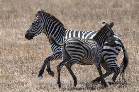 Grant S Zebra Grantzebra Equus Quagga Boehmi Serengeti N Flickr