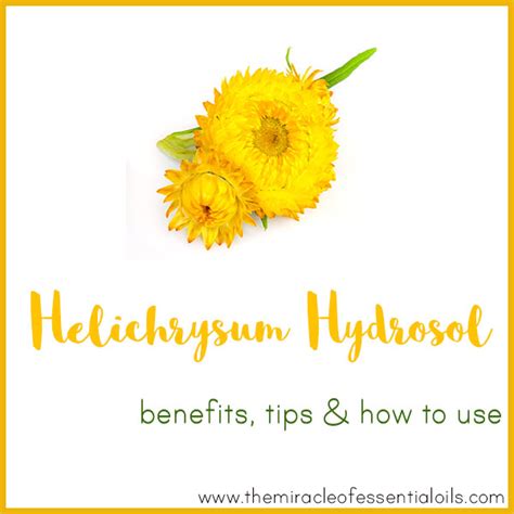 Helichrysum Hydrosol Benefits Tips And How To Use The Miracle Of