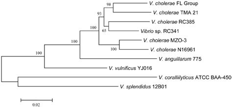 Phylogenetic Analysis Of Vibrio Seventh Pandemic Island Ii Like Island Download Scientific