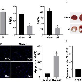 Circhipk Is Highly Expressed In The Mouse Model And Cell Model Of