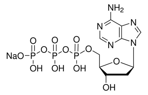 2′ Deoxyadenosine 5′ Triphosphate Sodium Salt Solution 10 Mm Sigma