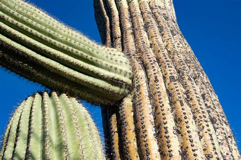 Cacti Checked Naturesrestphotography