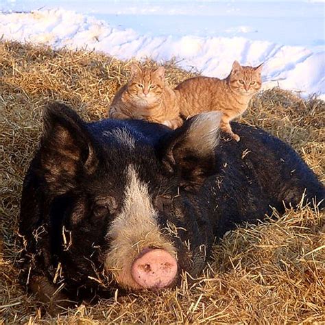 Our Berkshire pigs — Cobblestone Farm Naturally Raised Berkshire Pigs