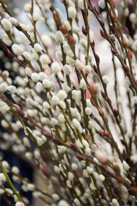 Pussy Willow Bouquet Dry Pussy By Boonmeemystore On Etsy