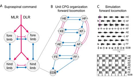 Systems Of Interacting Unit Cpgs Intralimb Coordination Forward