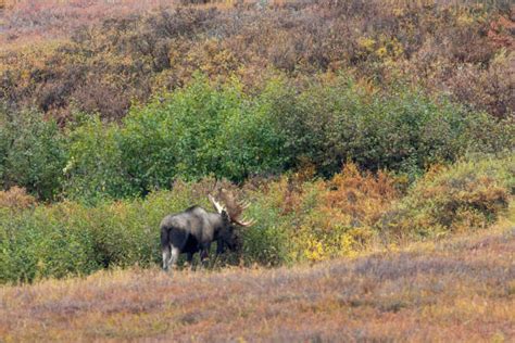 440 Alaskan Moose Fotografías De Stock Fotos E Imágenes Libres De