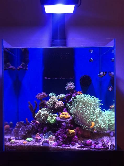 Build Thread - 75 Gallon technology heavy tank with DIY | Reef2Reef