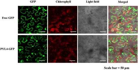 Subcellular Localization Of Pyl4 Gfp Fusion Proteins In Nicotiana