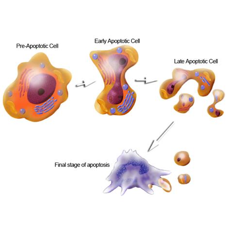 APOPTOSIS Una Forma De Muerte Celular