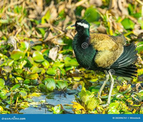 Bronze Winged Jacana Bird Running Across A Wetland Landscape Stock