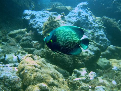 French angel fish Free Photo Download | FreeImages