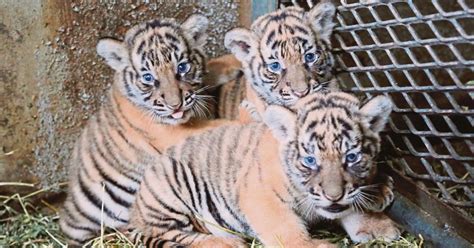 Malayan Tiger cubs growing well | New Straits Times