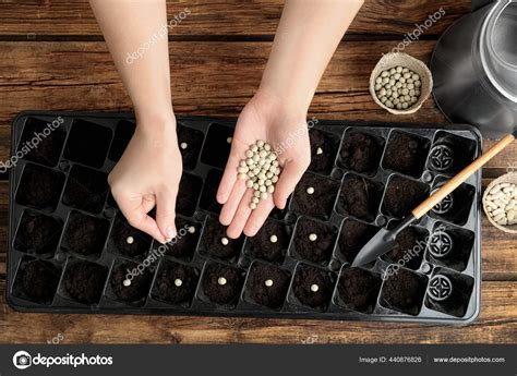 Woman Planting Soybeans Fertile Soil Wooden Table Closeup Vegetable