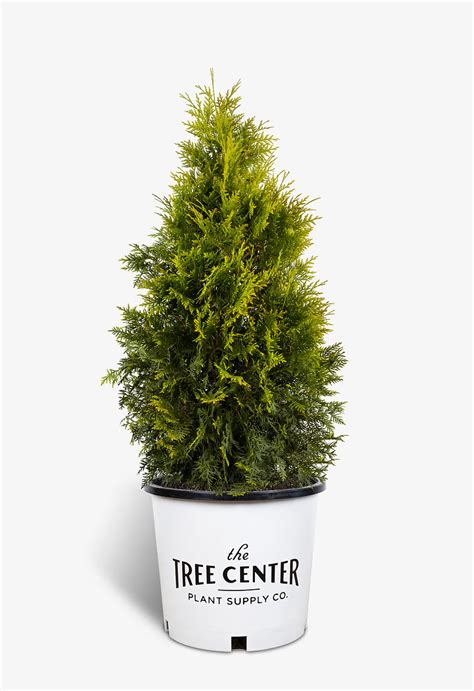 Polar Gold Arborvitae Shrubs For Sale The Tree Center