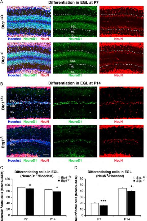 Ablation Of Btg1 Reduces The Differentiation Of GCPs In The EGL A B