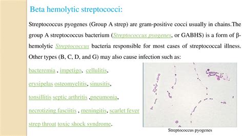 Streptococcus Pyogenes Gram Stain