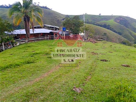 VENTA DE FINCA GANADERA Y PRODUCTORA 60 HECTÁREAS EN SAN ROQUE ANT