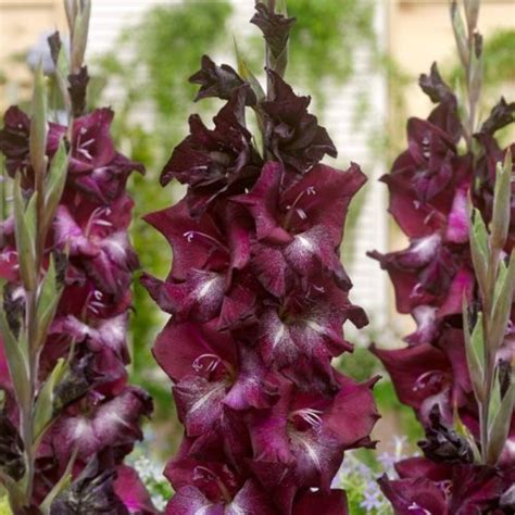 Get Gladiolus Shaka Zulu Summer Flowering Bulb In Mi At English Gardens