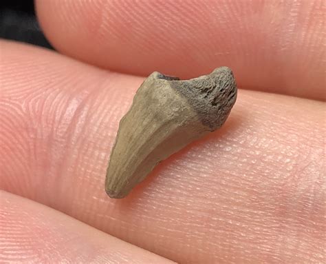 Small Mosasaur Tooth Fossil Id The Fossil Forum