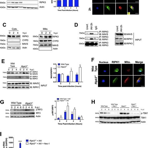 Ripk Interacts With Mavs In Iav Infected Bmd M Regulating Tbk Irf