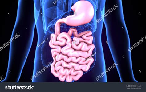 3d Illustration Human Digestive System Anatomy Stock Illustration