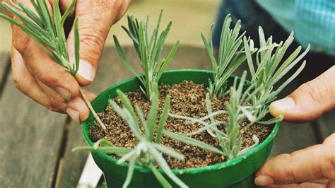 C Mo Cultivar Lavanda A Partir De Esquejes Infoagro