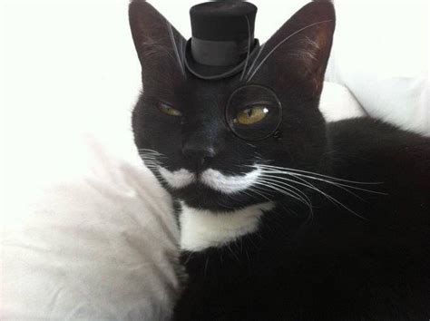 Posh Mustache Cat Cats Know Your Meme