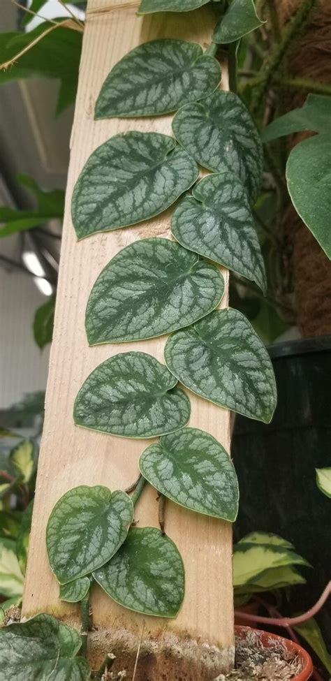 grow monstera dubia earthone