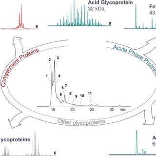 Charting The Proteoform Landscape Of The Serum Proteome A Selection Of