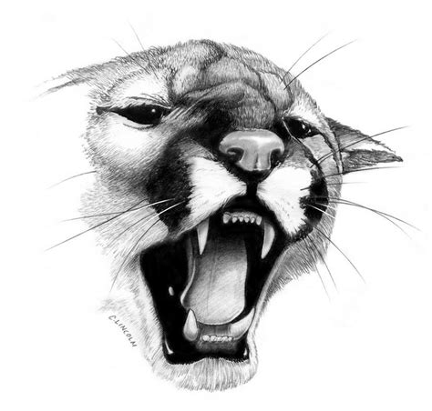 Mountain Lion Sketch at PaintingValley.com | Explore collection of Mountain Lion Sketch