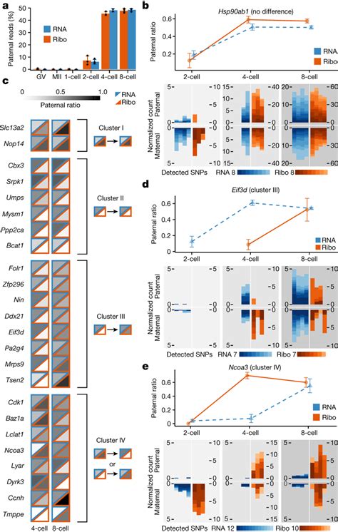 Allele Specific Translation And RNA Expression In Early Mouse