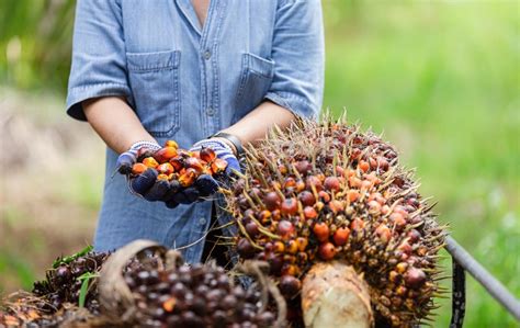 4 Teknologi Digital Terbaru Di Perkebunan Kelapa Sawit Berikut