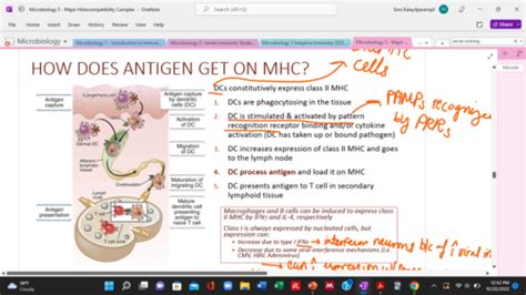 Microbiology Lecture 5 Major Histocompatibility Complex Flashcards